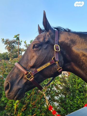 אביזרים | אוכף