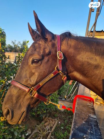 אביזרים | אוכף
