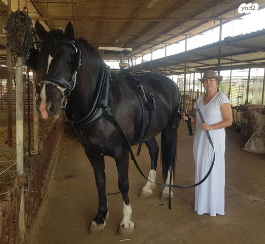 אביזרים | רתמות