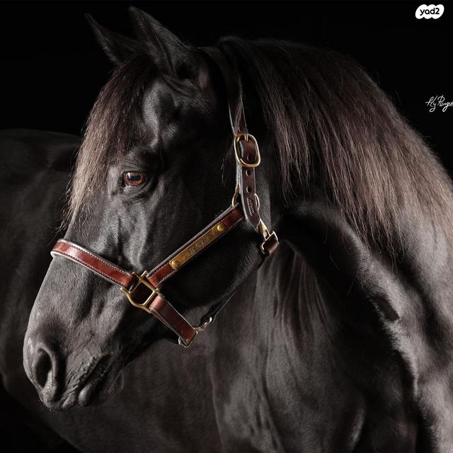 אביזרים | אוכף