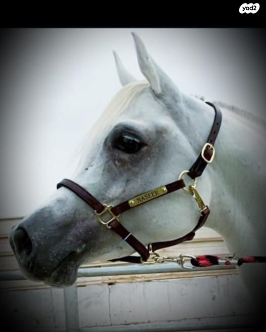 אביזרים | אוכף