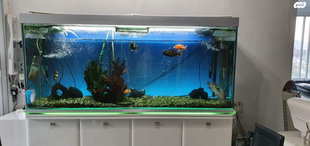 תמונת מודעה - חיות מחמד