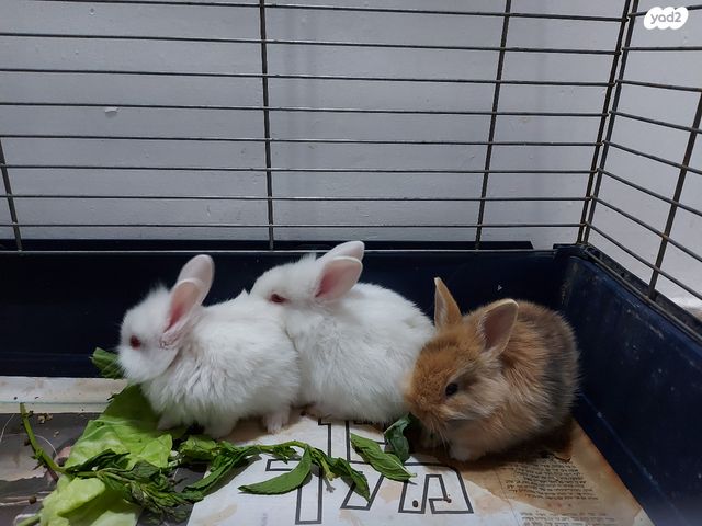 מכרסם ארנב \ שפן