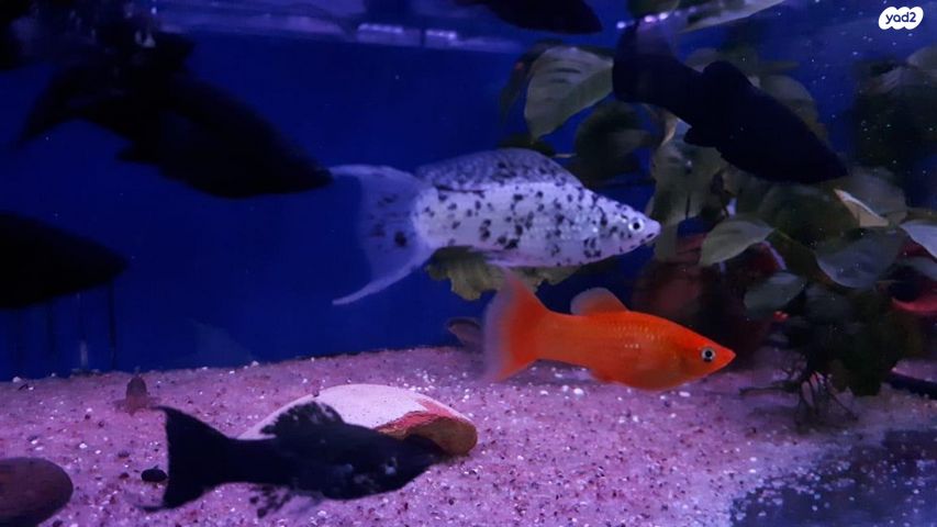 תמונת מודעה - חיות מחמד