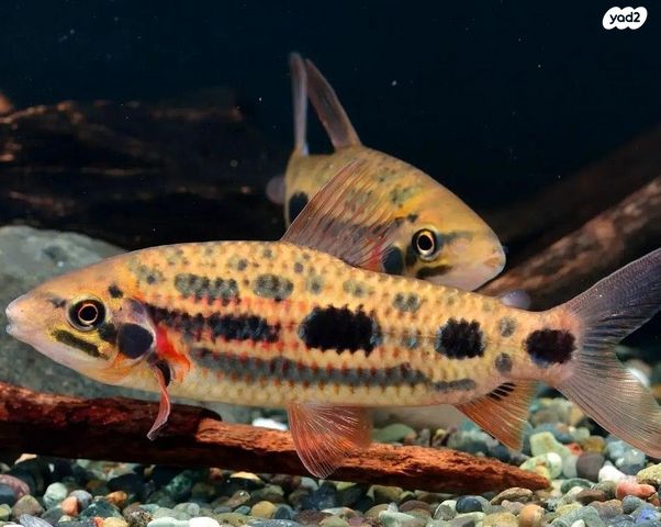 תמונת מודעה - חיות מחמד