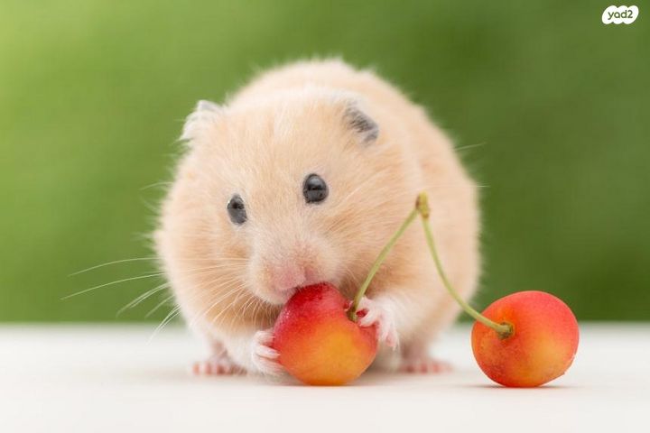 תמונת מודעה - חיות מחמד