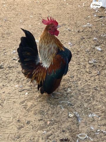 תמונת מודעה - חיות מחמד