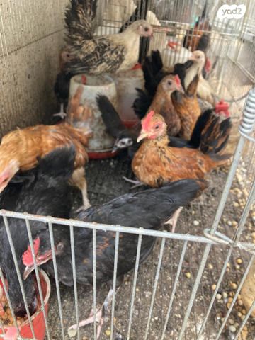 חיית משק סרהמה