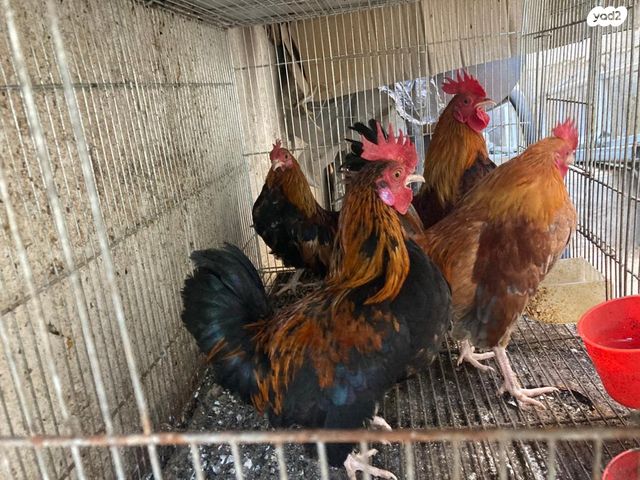 חיית משק סרהמה