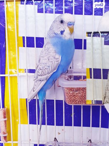 תמונת מודעה - חיות מחמד