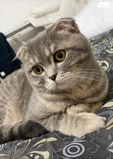 תמונת מודעה - חיות מחמד