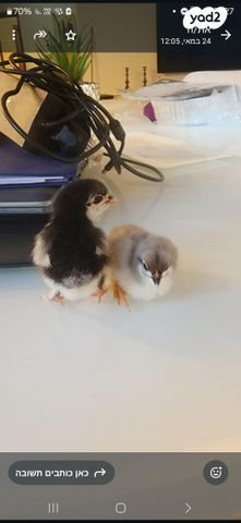 תמונת מודעה - חיות מחמד