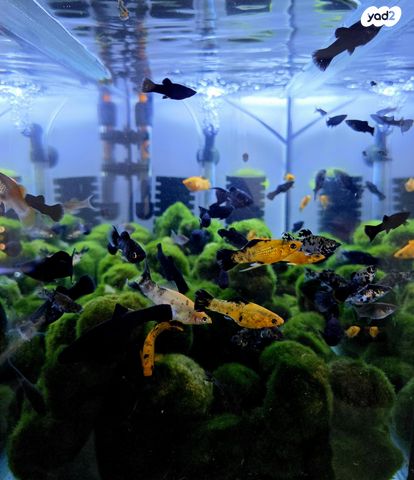 תמונת מודעה - חיות מחמד