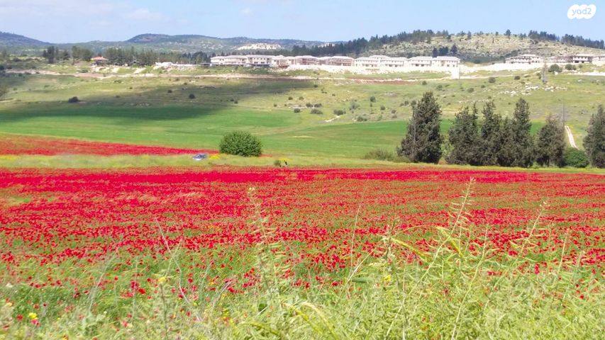 מגרשים, גבעות עדן