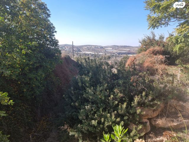 משק חקלאי/ נחלה, תירוש, שקף