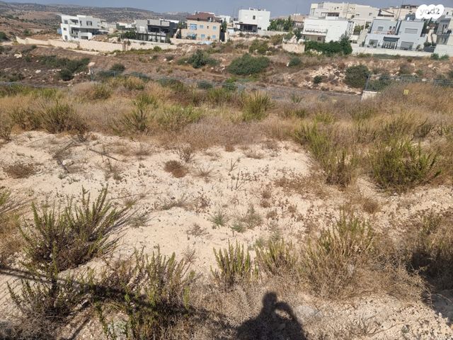 מגרשים, בני דקלים