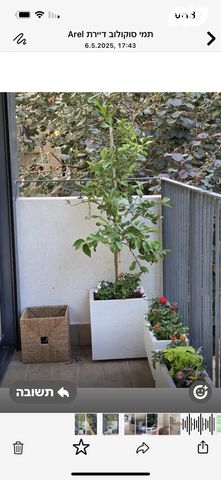 נחום סוקולוב 