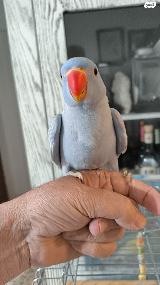 תוכי פרקיטים אוסטרלים