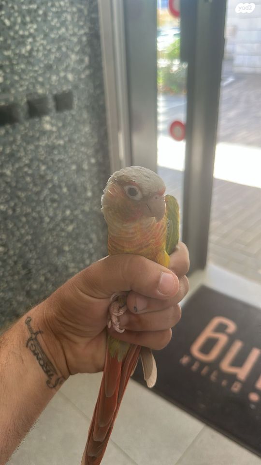 תוכי פרקיטים אוסטרלים