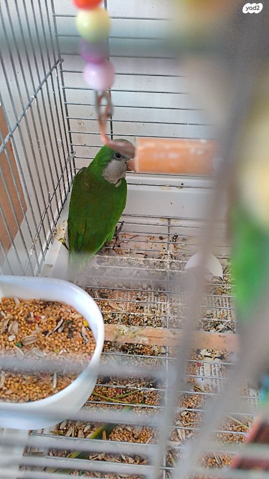 תוכי פרקיטים אוסטרלים