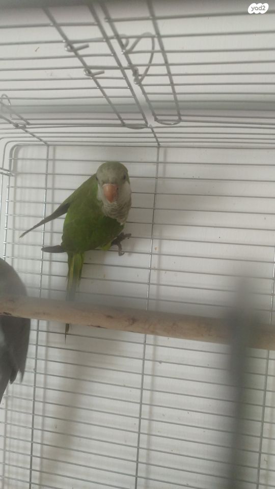 תוכי פרקיטים אוסטרלים