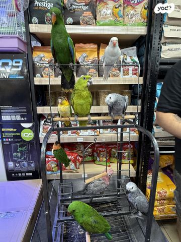 תמונת מודעה - חיות מחמד