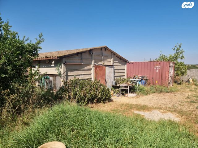 משק חקלאי/ נחלה, גפן