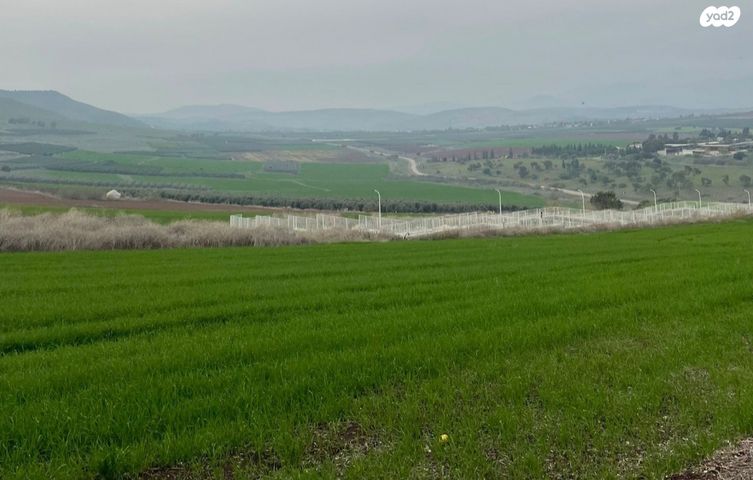 הרקפות