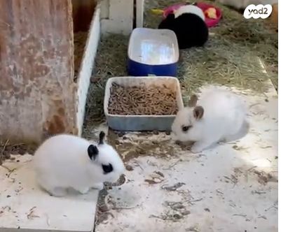 תמונת מודעה - חיות מחמד