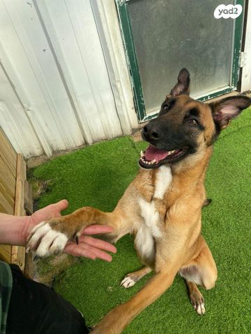 תמונת מודעה - חיות מחמד