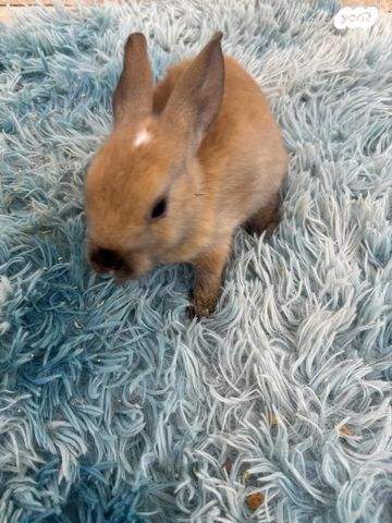 תמונת מודעה - חיות מחמד