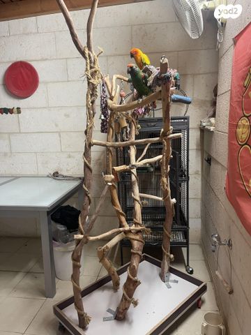 אביזרים | סטנד לתוכי