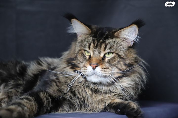 תמונת מודעה - חיות מחמד