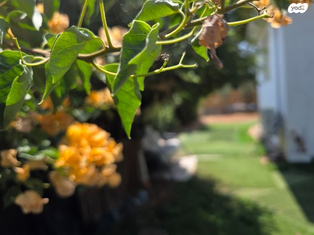 בית פרטי/ קוטג', גינתון