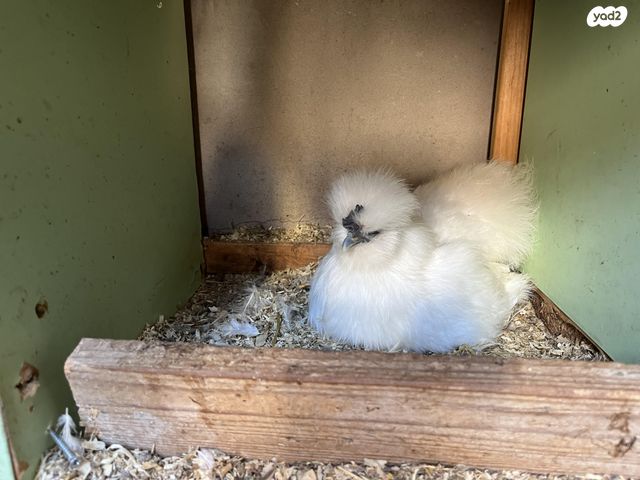 חיית משק פולני