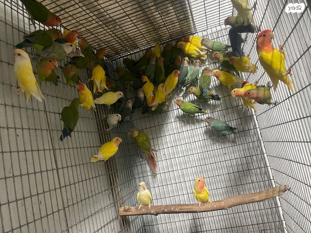 תמונת מודעה - חיות מחמד