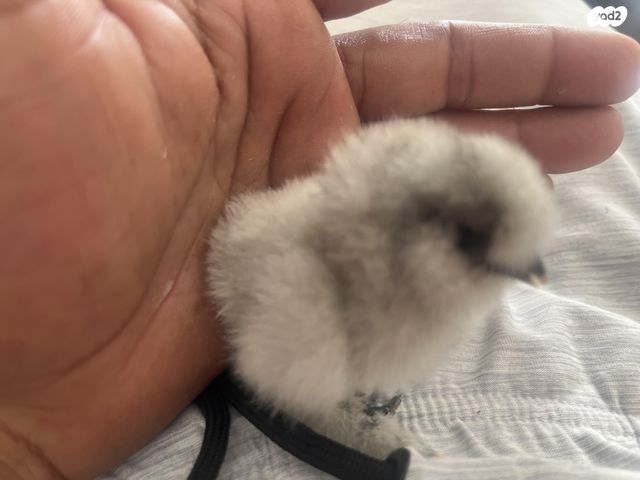 תמונת מודעה - חיות מחמד