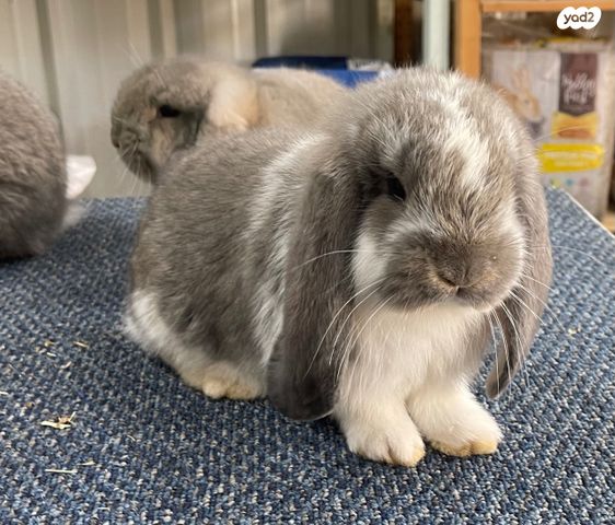 תמונת מודעה - חיות מחמד