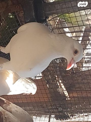 תמונת מודעה - חיות מחמד