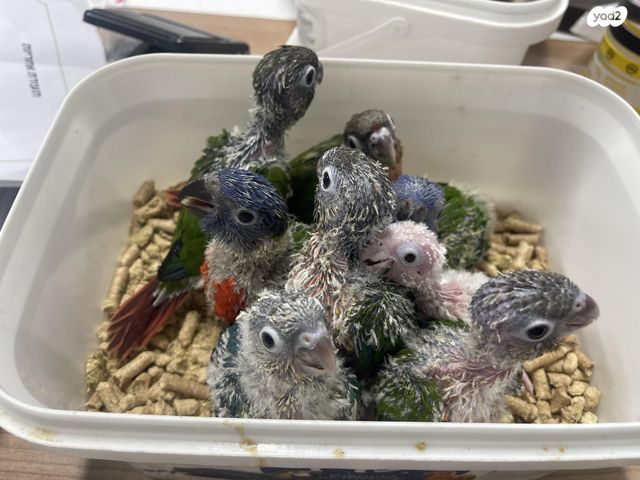 תמונת מודעה - חיות מחמד