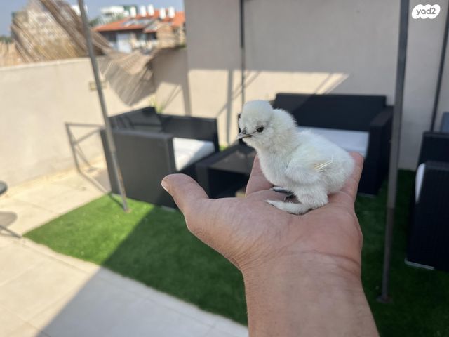 חיית משק פולני