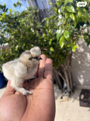 חיית משק פולני