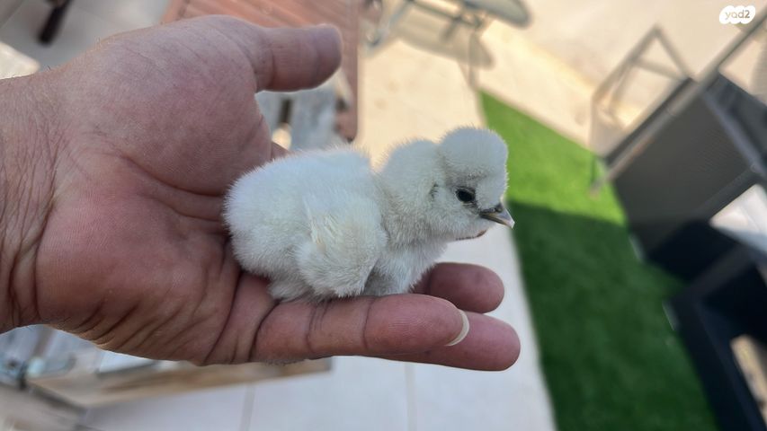 חיית משק פולני