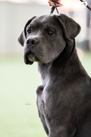 כלב קאנה קורסו