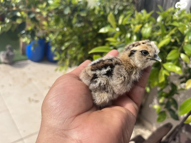 חיית משק פולני