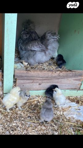 חיית משק פולני