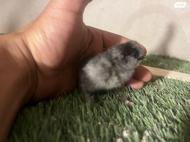 חיית משק פולני