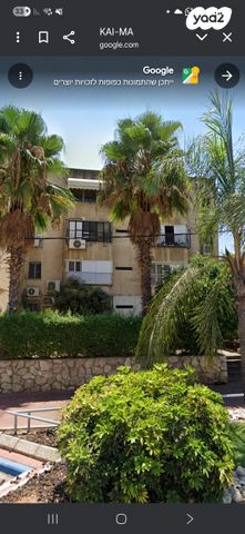 הכלנית 