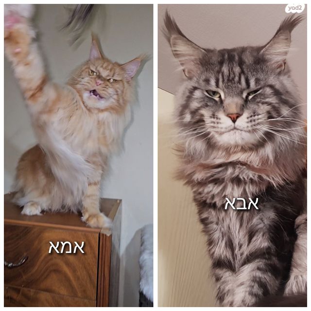 חתול מיין קון