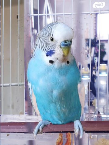 תמונת מודעה - חיות מחמד